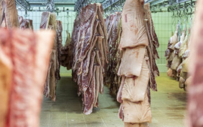 Désossage de bœuf à Bettembourg : un travail méthodique